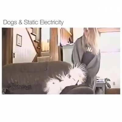 Dogs + Static electricity (cant weait to see reddit dogos appearing it now)