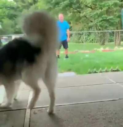 To brush the husky