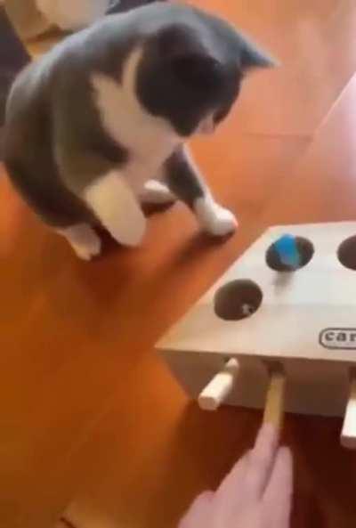 A prank box for cats