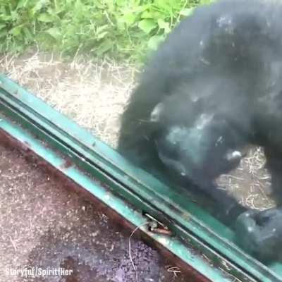 Chimp asking lady to pour him a drink through a crack