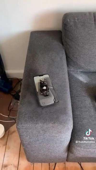 MAN CURSES CAT TO TURN INTO A PHONE FOREVER