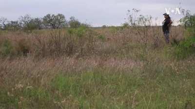 An Apache woman ranches buffalo to revive Native culture in Texas