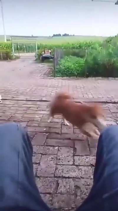 My dog people need me