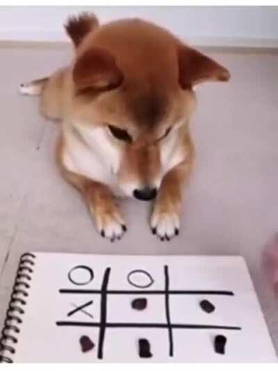 shiba wins a game of tik-tak-toe (original video was uploaded by u/horngry69