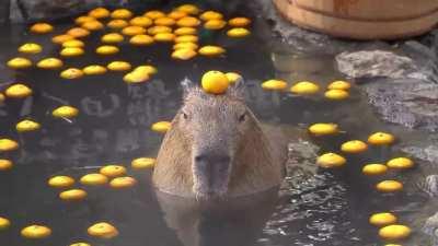 Capybara with an orange on his head