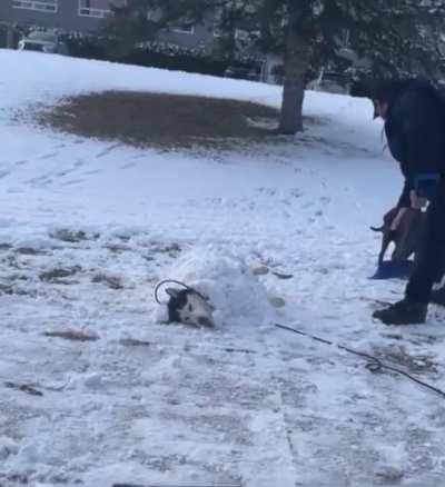 Husky in his natural element