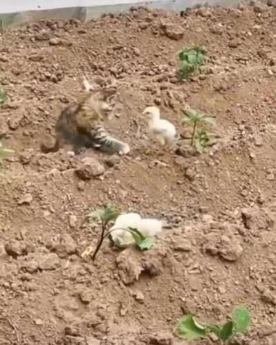 Brave chicken faces a kitten.