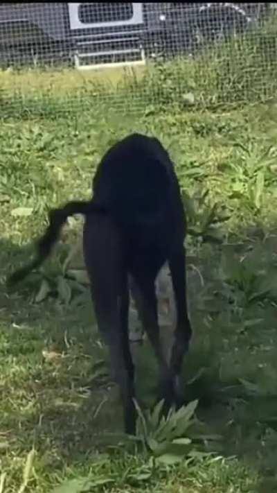 Dog Wiggle Dance