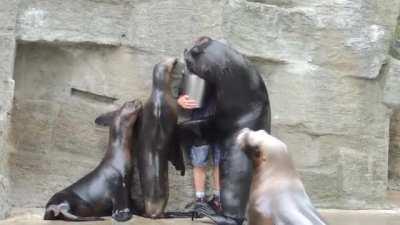 Sea Lions wants all the hugs.