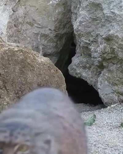 🔥 Pallas cat spotted something from its cave