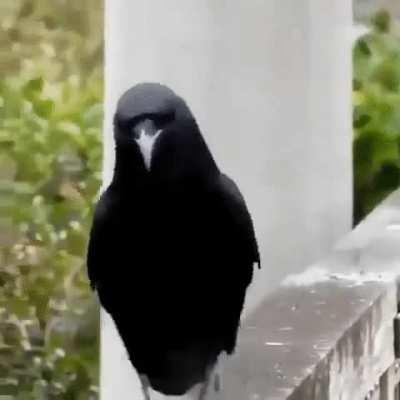 This crow's fabulous walk