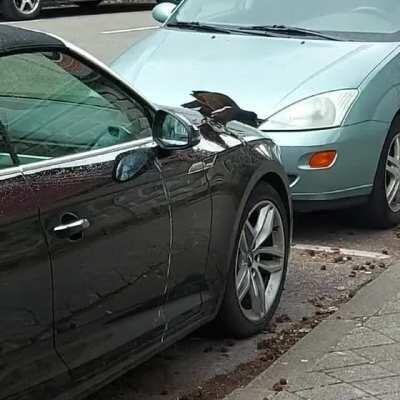 Today I saw this bird attacking and shitting on this car that was polished like a mirror for over 10 minutes..