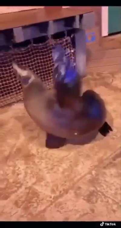 Neptune the sea lion can really dance! (Georgia Aquarium, Atlanta)