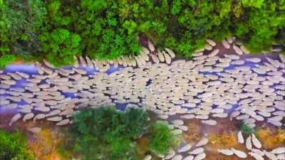 Flocks of sheep moving in patterns across roads, through pastures, and around feeding troughs