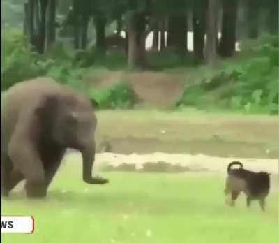 Baby elephant playing with a dog