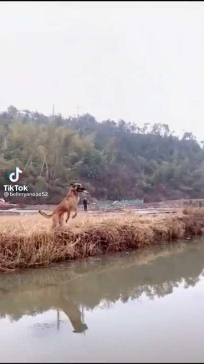 Belgian malinois jumps over the entire river.