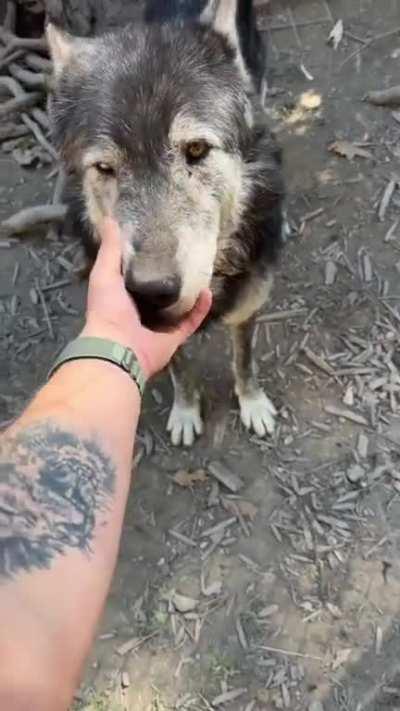 Booping Danger Puppies