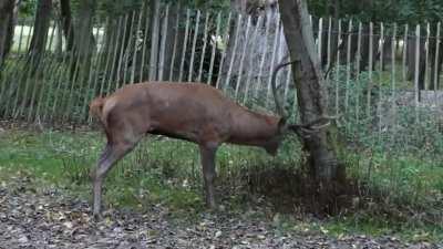 Just a quick antler rub