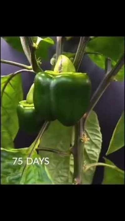 life of a pepper