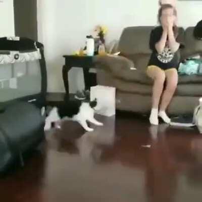 To agitate a cat