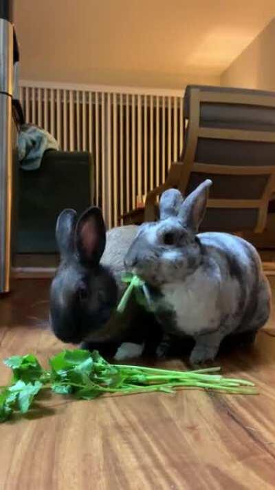 The sound of my bunnies’ chewing