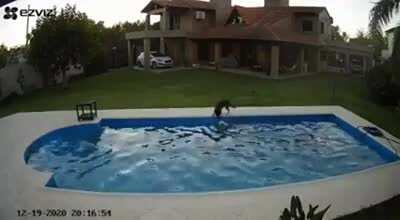 Dog saves her sister, a blind 14yo pitbull who fell into their pool.