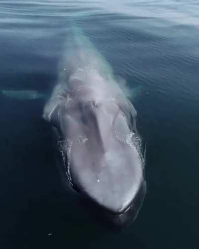 🔥 The Blue Whale