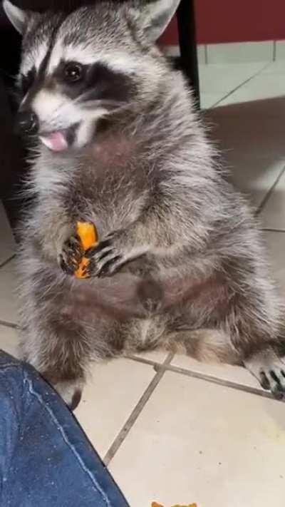 Raccoon eating a snack