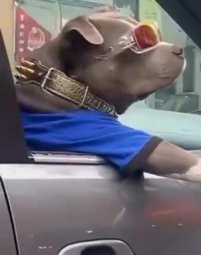 You might be cool... but you'll never be as cool as this good boy