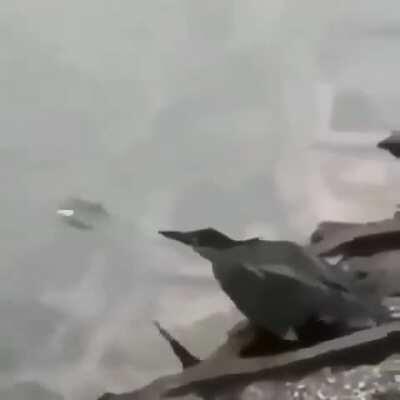 Intelligent Bird Catching Fish......