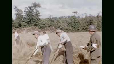 French farm workers busy themselves with the harvest in the Summer of 1944 as US heavy artillery fires in the background