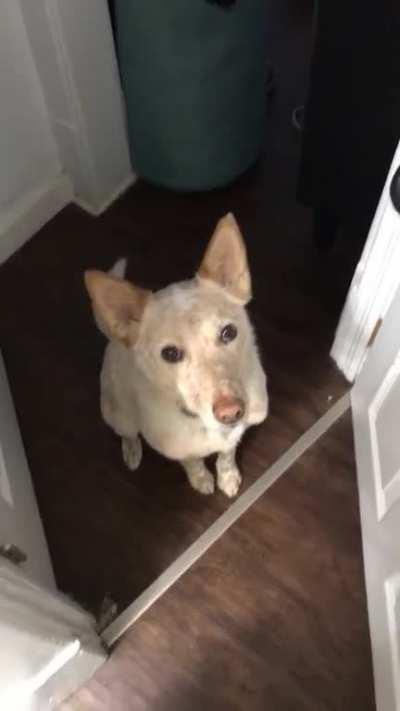 Doggo's polite and subtle implication that he is interested in going for a walk