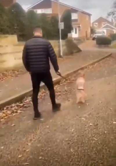 Everybody should be as happy as this dog going for a walk