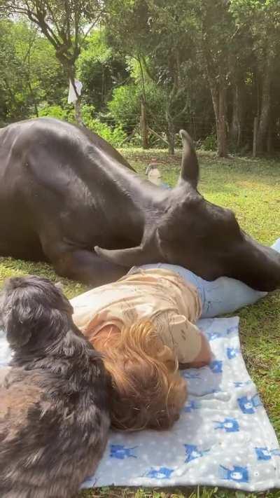 Big dog wants to get some cuddles like the little dog is getting