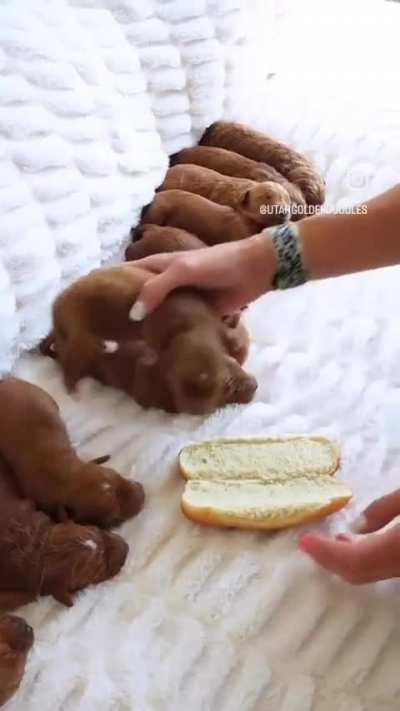 deRANged WOmAN GroWS her owN wEiNERs TO eAT