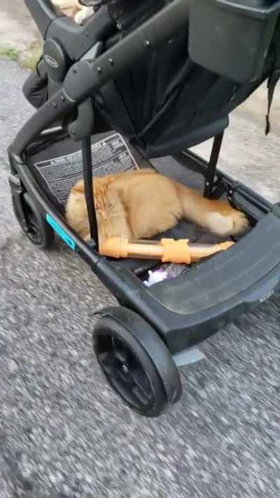 Neighborhood cat decided to hop into the stroller during our walk this evening.