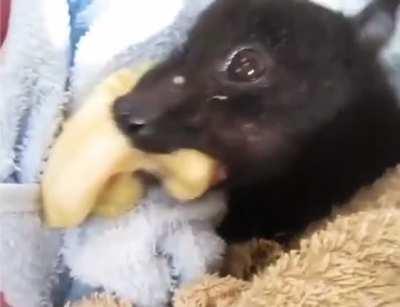 Just a quick reminder that a banana eating fruit bat is one of the cutest things ever