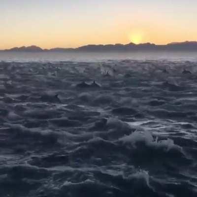 A massive pod of dolphins at False bay, South Africa.