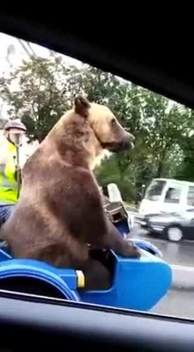 Bear rides a motorcycle and waves to people in traffic.