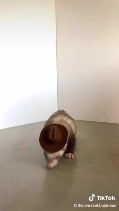 pls ferrets are so cute