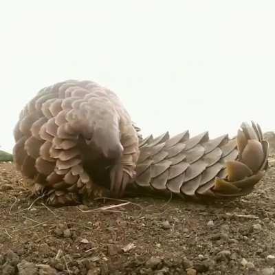 This is what a Pangolin's tongue looks like