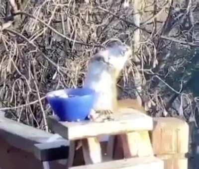 [OC] Squirrel gets drunk after eating fermented pears