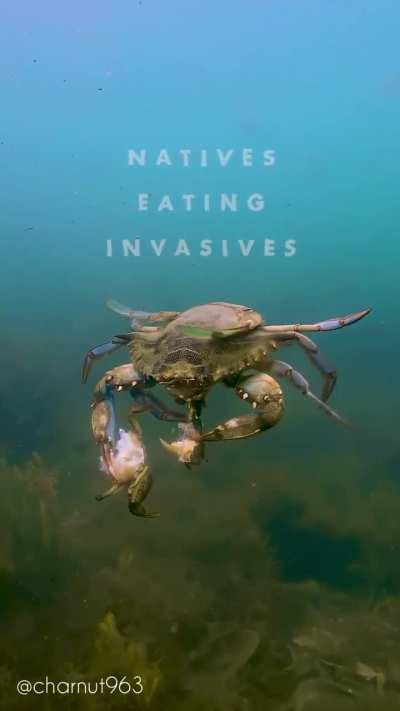 🔥 Native Blue Crab eats invasive Green Crab - Rhode Island, United States