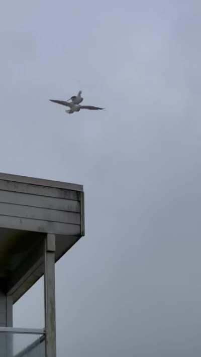 Seagull rides seagull