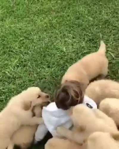 Toddler and puppies are playing