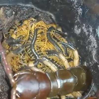 Mother centipede overseeing her babies.