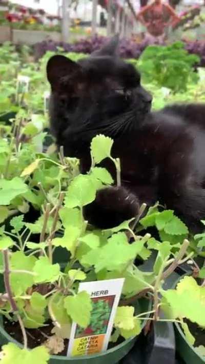 Today was catnip trimming day at the greenhouse. It’s Harry’s favorite day.