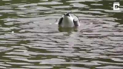 A Black Backed Gull who specializes in hunting pigeons