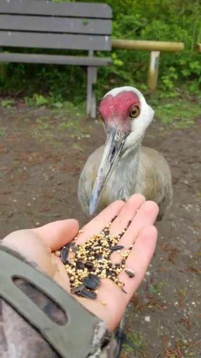 hand feeding a crane