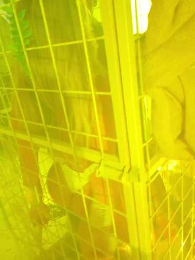 Dancing at a very colorful party in a cage…. Guess how this party ended…